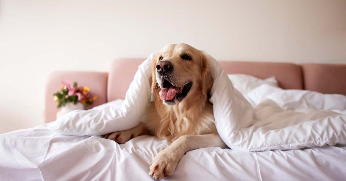 Happy golden retriever comfortable in bed 