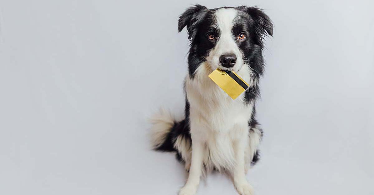 Border collie sitting down with a credit card in their mouth